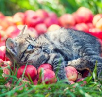 Cute little kitten relaxing on red apples in the garden