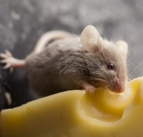 Close up on little mouse