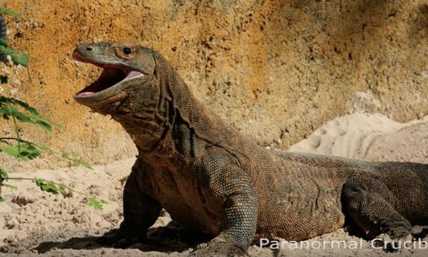 恐竜の先祖か 火星で コモドドラゴン似の化石 発見される まいじつ