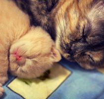 Mother cat with newborn kitten sleeping