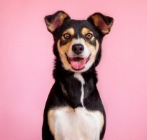 Female,Dog,In,Pink,Background.,Pet,Portraits.,Happy,Animals