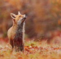 Cute,Red,Fox,,Vulpes,Vulpes,In,Fall,Forest.,Beautiful,Animal