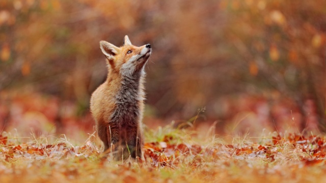 Cute,Red,Fox,,Vulpes,Vulpes,In,Fall,Forest.,Beautiful,Animal
